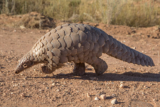 Pangolin searching for ants stock photo