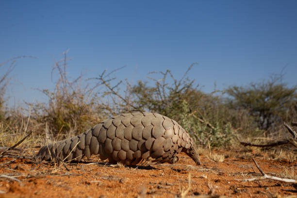 A pangolin walking on red Namibian desert sand. A pangolin walking on red Namibian desert sand looking for food. pangolin stock pictures, royalty-free photos & images