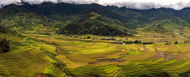panorama vanaf bovenaanzicht punt die rijst kunt zien terrasvormige velden van tu le district, yenbai provincie, noordwest-vietnam - cango stockfoto's en -beelden