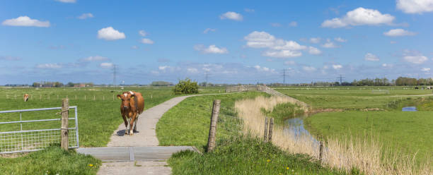 Panorama of a brown Holstein cow in front of a cattle grid in Groningen Panorama of a brown Holstein cow in front of a cattle grid in Groningen, Holland cattle grid stock pictures, royalty-free photos & images