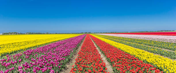 Panorama of a colorful tulips field in Noordoostpolder, Holland Panorama of a colorful tulips field in Noordoostpolder, Holland flevoland stock pictures, royalty-free photos & images