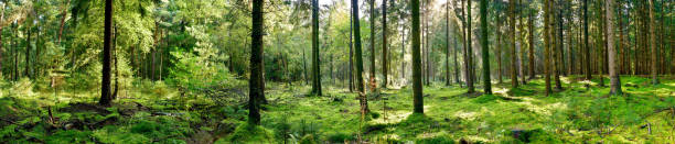 Panorama of a coniferous forest Panorama of a forest with a glade covered by moss in the light of the morning sun panoramic stock pictures, royalty-free photos & images