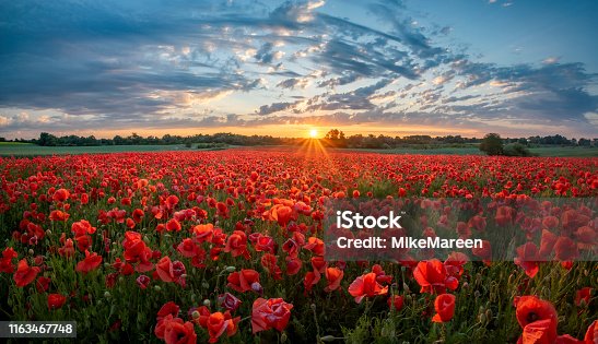 istock panorama of a field of red poppies against the background of the evening sky 1163467748