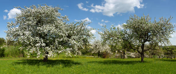 Panorama of blooming apple trees in an old orchard Panorama of blooming apple trees in an old orchard with green meadow apple blossom stock pictures, royalty-free photos & images
