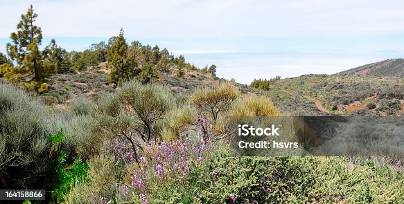 istock Panorama of El Teide national park in tenerife 164158866