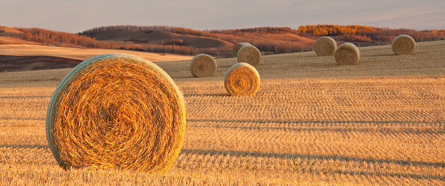 Hay bales on the prairie. Alberta, Canada. Autumn scenic. Horizontal colour image. Harvest. Panorama. A group of hay bales on a rolling field in southern Alberta near Lethbridge. Nobody is in the image, which features beautiful side lighting and wonderful gold hues of fall. 