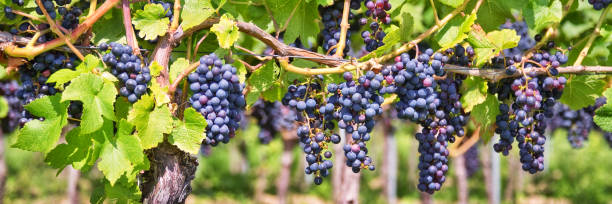Panorama of red black grapes in a vineyard stock photo