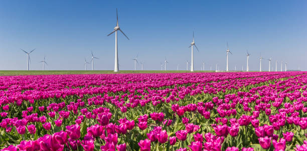 Panorama of wind turbines and purple tulips in Noordoostpolder Panorama of wind turbines and purple tulips in Noordoostpolder, Holland flevoland stock pictures, royalty-free photos & images