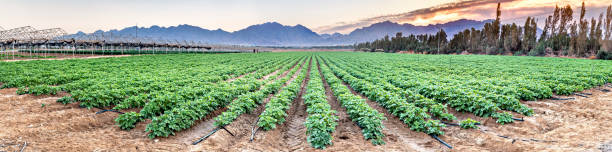 Panorama. Sunrise above the field with young potato plants and system of irrigation stock photo