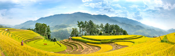 A Panorama view of terraced rice field in harvest season in Mu Cang Chai, northern of Vietnam stock photo