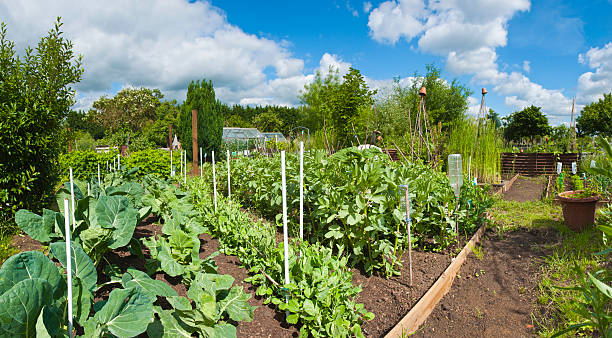 Panoramic allotment greens.  community garden stock pictures, royalty-free photos & images
