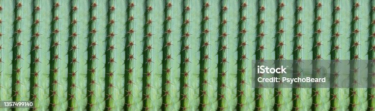 istock panoramic cactus pattern for background 1357499140