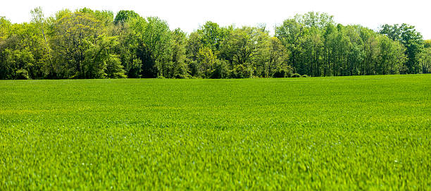 Panoramic Isolated Springtime Tree line with Grass Field Foreground stock photo
