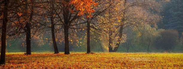 Photo of Panoramic Nature Autumn landscape