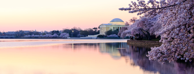 Panoramic of the Thomas Jefferson memorial in the early morning.  The Japanese Cherry Trees in their spring time peak bloom.