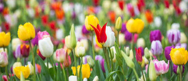 panorama foto av vackra ljusa färgglada mångfärgade gul, vit, röd, lila, rosa tulpaner på en stor blomsterbädd i stadens trädgård, närbild. mångfärgad blomma panorama. - i blom bildbanksfoton och bilder