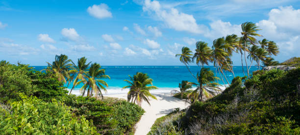 vista panoramica di bottom bay beach e palme alle barbados - barbados foto e immagini stock