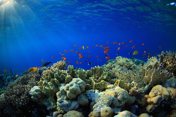 Panoramic view of Coral Reef with colorful fish stock photo