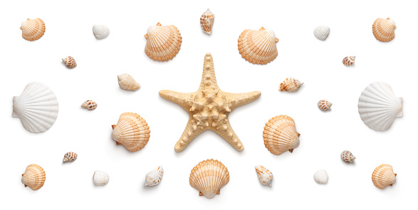 High angle, panoramic view of seashells and starfish isolated on white background