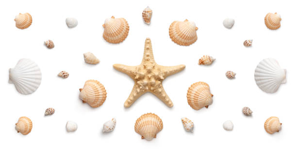 Panoramic view of starfish and seashells isolated on white background stock photo