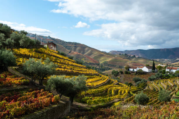 Panoramic view on Douro river valley and colorful hilly stair step terraced vineyards in autumn, wine making industry in Portugal stock photo