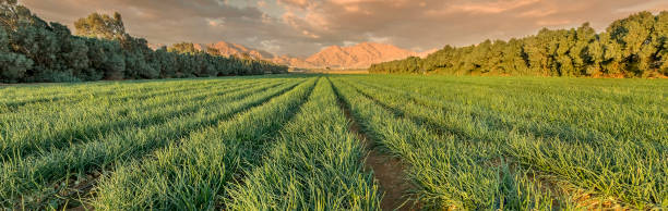 Panoramic view on field with ripening onions stock photo