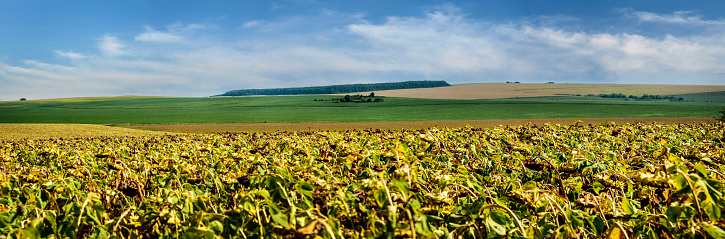 Panoramic view on sunflower field beautiful landscapes of farmland on the horizon with blue sky