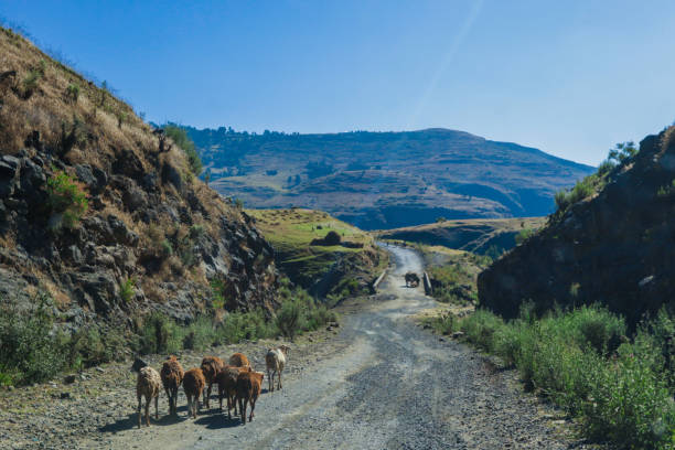 Panoramic View to the Simien Mountains Green Valley stock photo