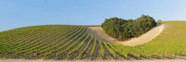 Panoramic Vineyard Landscape - Autumn stock photo