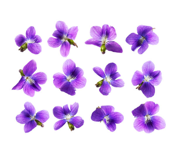 Pansy flowers isolated on white background stock photo