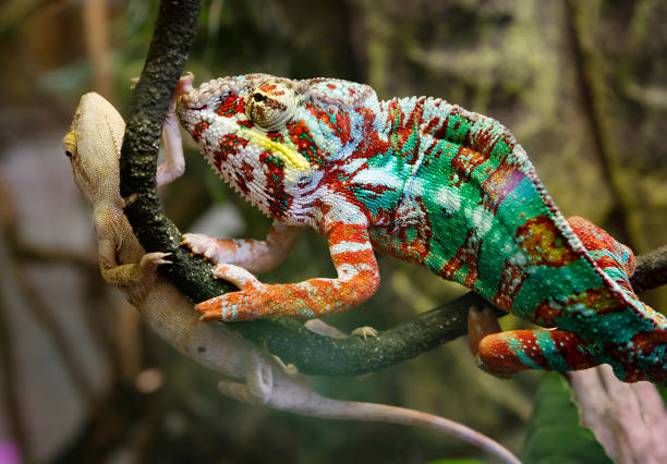 Panther chameleon Ambato. Male and female. stock photo