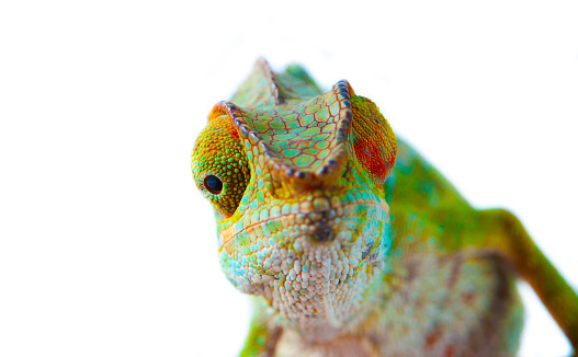 Young Panther Chameleon Furcifer Pardalis in front of a white background.