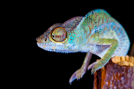 male of veiled chameleon sitting on a branch