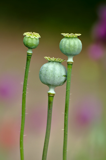 Papaver Somniferum Pods Stock Photo - Download Image Now - Agricultural ...