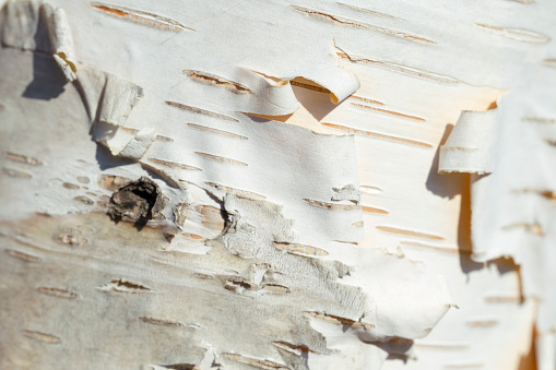 Close-up of bark on a Paper Birch tree.