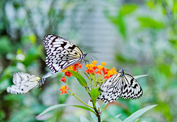 paper kite butterfly Two beautiful paper kite butterflies on flower butterfly garden stock pictures, royalty-free photos & images