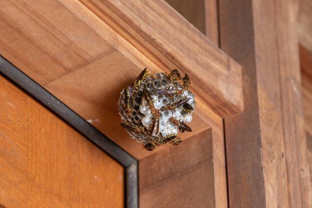 Paper Wasp nest hanging from a door threshold stock photo