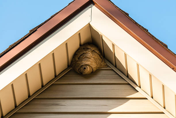 paper wasp nest on triangular roof siding - wespen stockfoto's en -beelden
