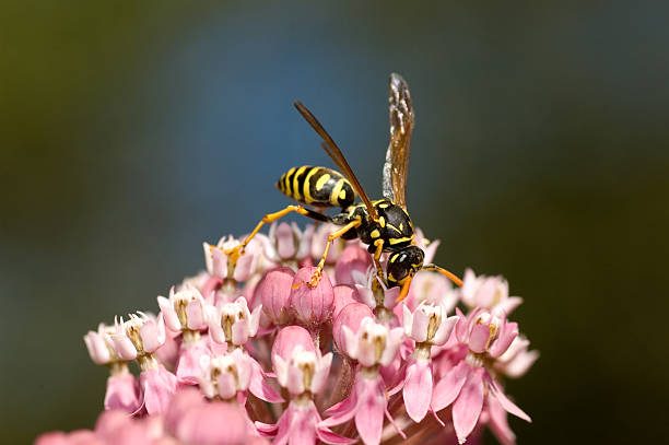 Paper Wasp stock photo
