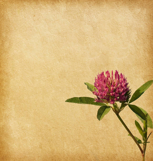 Old paper with Clover flower.