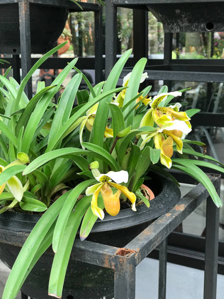 paphiopedilum insinver flores de orquídea sísferas na tailândia. - insigne - fotografias e filmes do acervo
