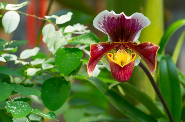 orquídea paphiopedilum crescendo no jardim botânico - insigne - fotografias e filmes do acervo