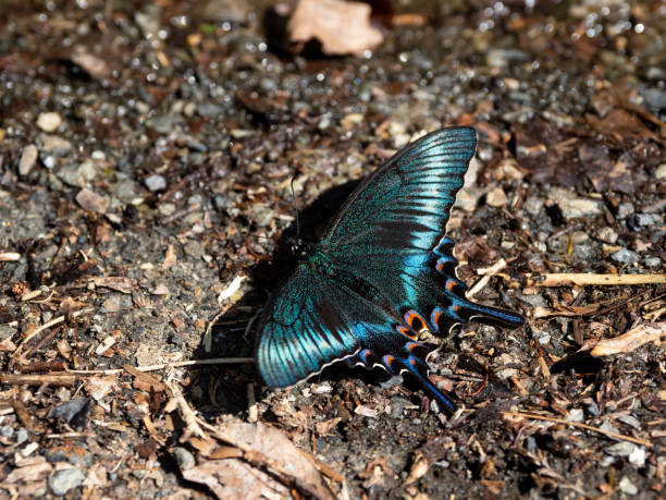 Papilio maackii stock photo