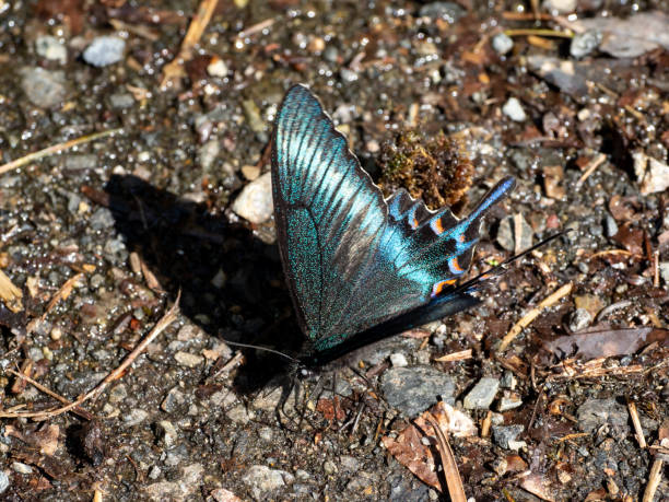 Papilio maackii stock photo