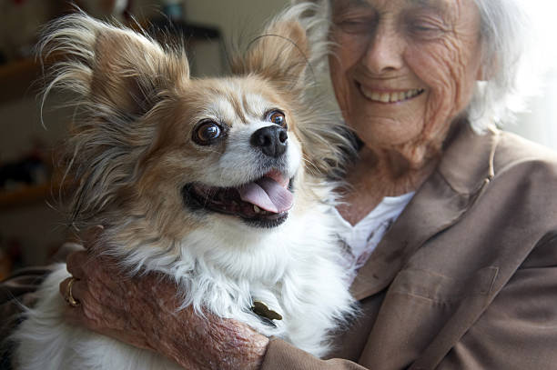 Papillon dog with owner stock photo