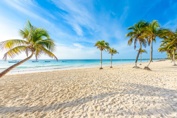 paradise beach also called playa paraiso at sunrise - beautiful and tropical caribbean coast of tulum in quintana roo, riviera maya, mexico - maya bay imagens e fotografias de stock