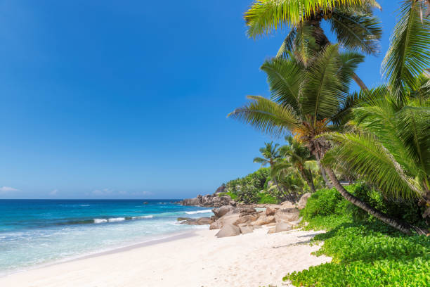 spiaggia paradisiaca sull'isola tropicale. - barbados foto e immagini stock