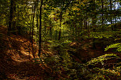 istock A paradise for hiker: the wild-romantic autumnal "Hellmuehler Fliess" ("Hellmühl Creek") at Brandenburg nature reserve "Biesenthaler Becken" ("Biesenthal Basin") 1180347970