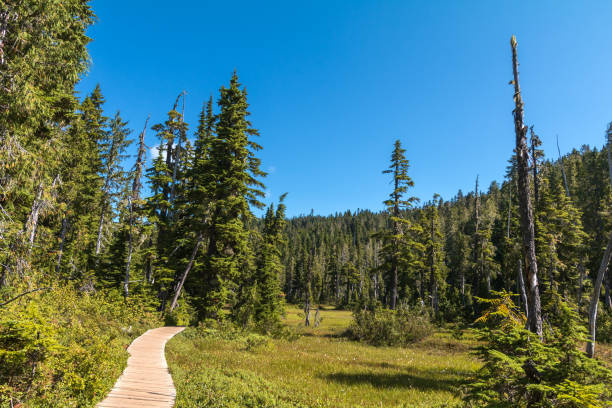 Paradise Meadows Wilderness Trail stock photo