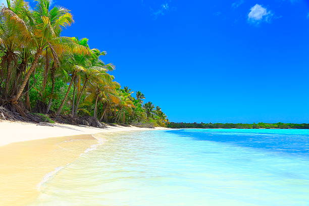 Paradise: tropical Sandy beach, Palm trees. Saona Island, Dominican Republic stock photo